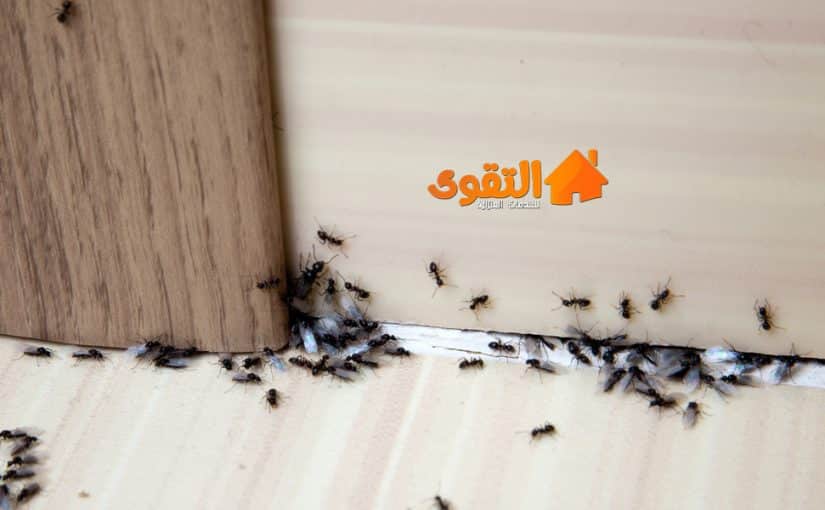 شركة-مكافحة-النمل-الاسود