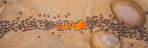 مكافحة النمل الاسود بالرياض